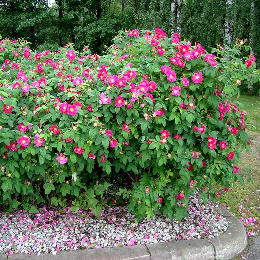 Роза морщинистая Рубра: купить саженцы розовой ругозы