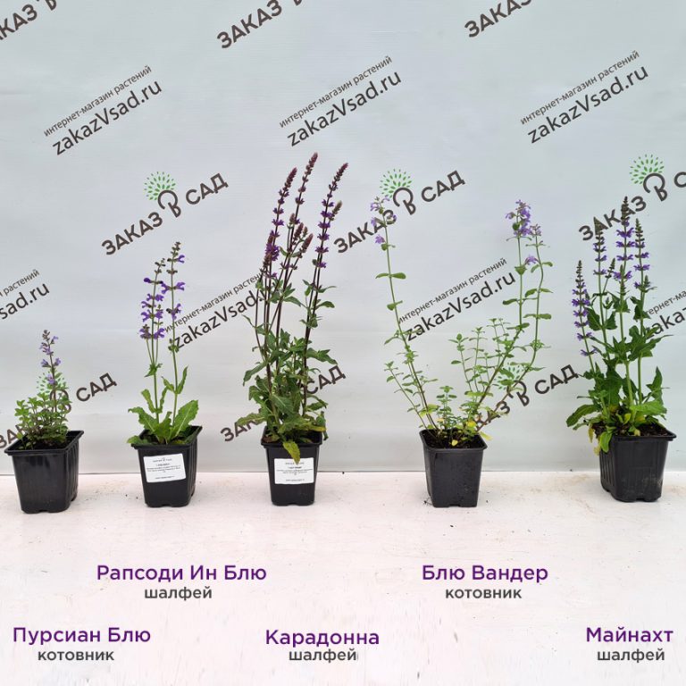 Котовник фассена Блю Вандер - купить саженцы с доставкой