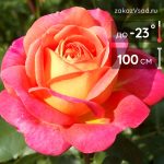 Роза флорибунда Мидсаммер - 