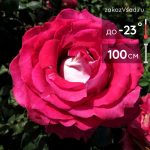 Роза чайно-гибридная Моника Белуччи - 
