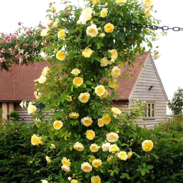 Роза плетистая голден клаймбер фото и описание