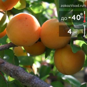 Саженцы абрикоса - купить по выгодной цене с доставкой по России