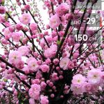 Сакура (вишня декоративная)  Розеа Плена - 