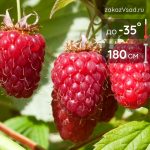 Малина раннеспелая Джорджия - 
