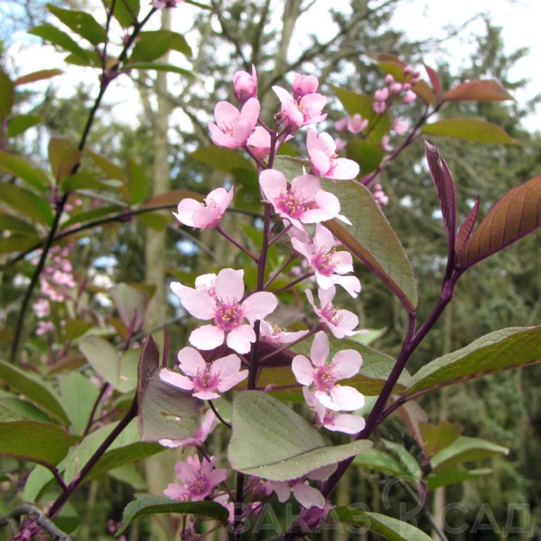 Черемуха купить саженцы в питомнике Михаила Закатова