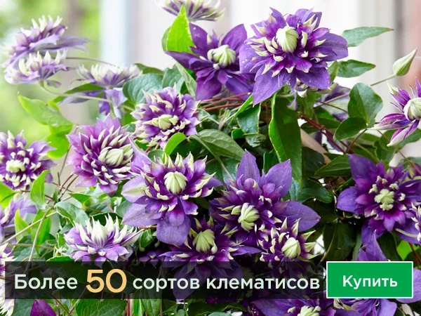 Каталог саженцев садовых растений с доставкой по России