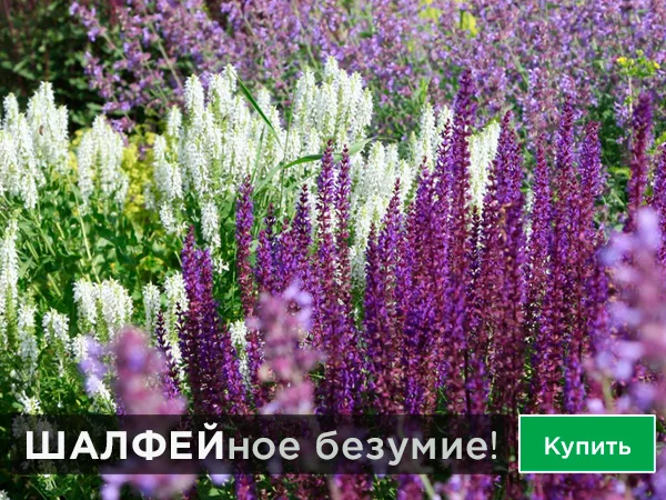 Цветы многолетние купить онлайн в Москве по низкой цене - интернет-магазин Гаршинка