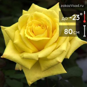 Nicolas Hulot желтая роза купить