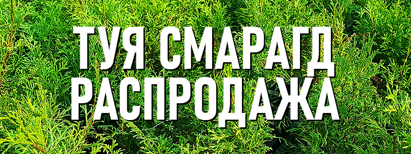 Отправим фото саженца перед упаковкой