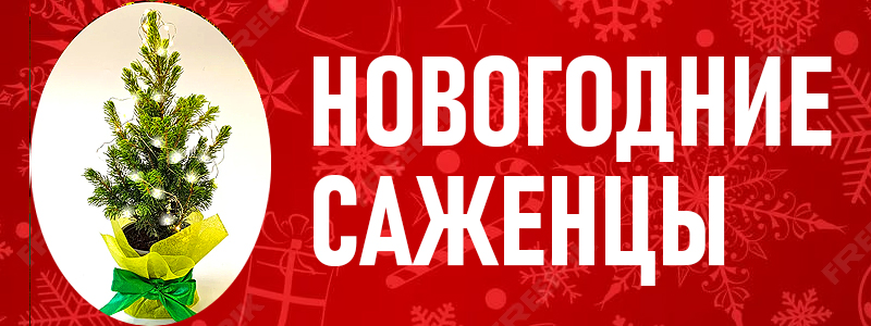 Отправим фото саженца перед упаковкой