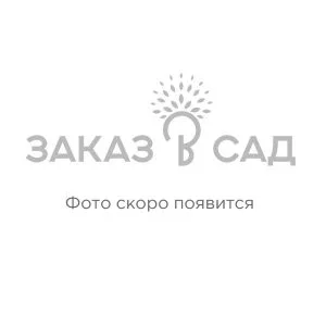 Заполнитель