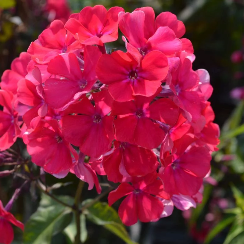 Phlox paniculata Starfire
