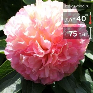 Купить саженцы цветов в интернет-магазине питомника